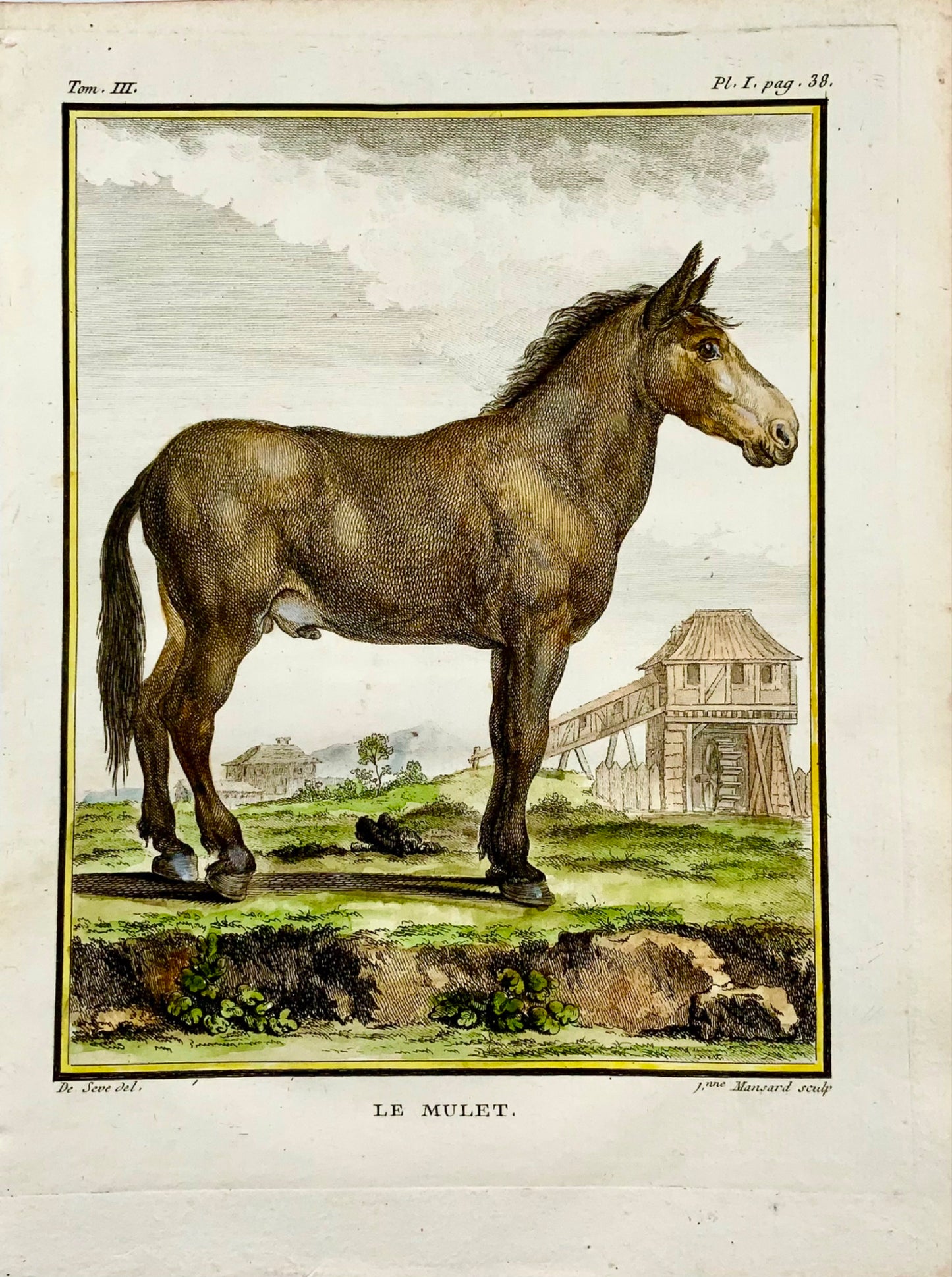 1766 De Sève; MULE Âne grande édition QUARTO gravure colorée à la main Mammifère