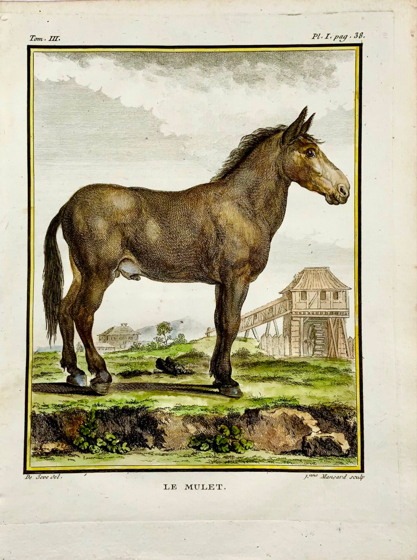 1766 De Seve; MULE Donkey large QUARTO edition hand colored engraving Mammal