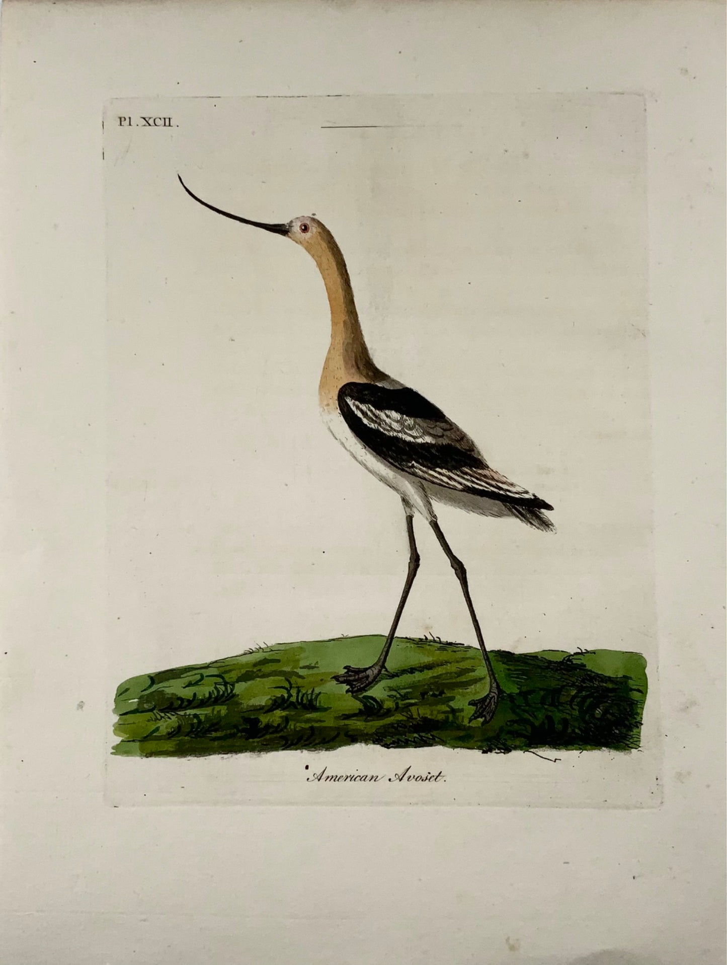 1785 Avocette d'Amérique, John Latham, quarto, ornithologie, gravure colorée à la main