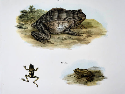 1860 Grenouilles, amphibiens, Fitzinger, lithographie en couleurs avec finition à la main