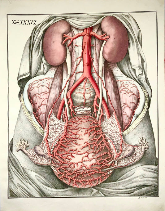 1827 Coffre, organes, Bierkowski, Holbein, folio impérial 20", couleur main, anatomie