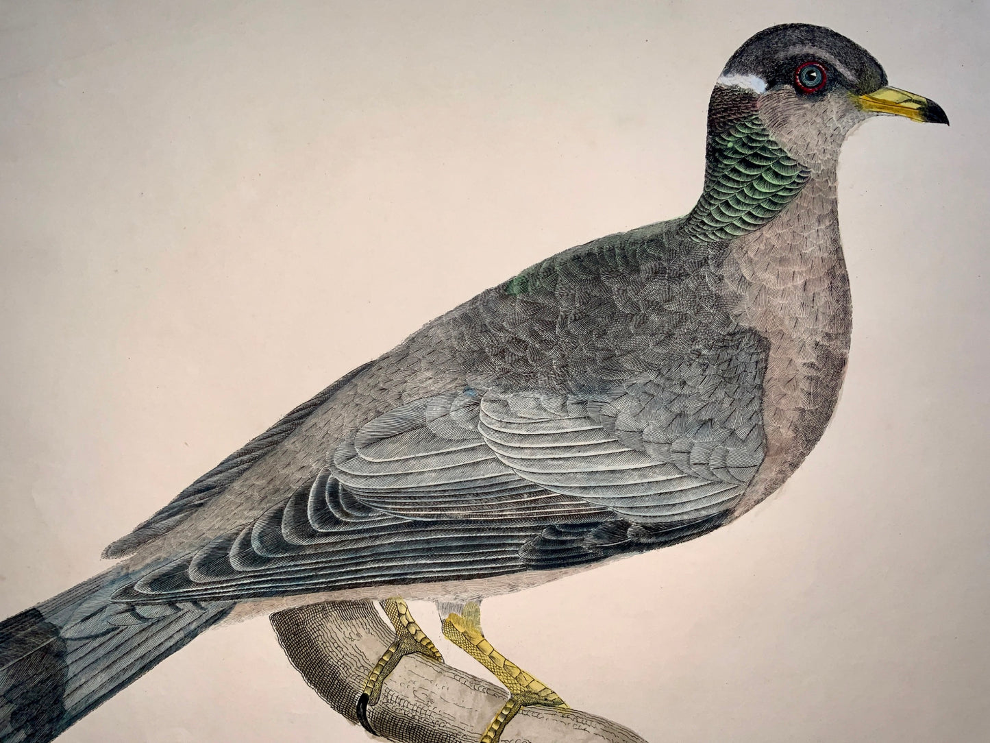 1846 Band Tailed PIGEON Ornithology - Brown hand coloured Large Folio (36cm)