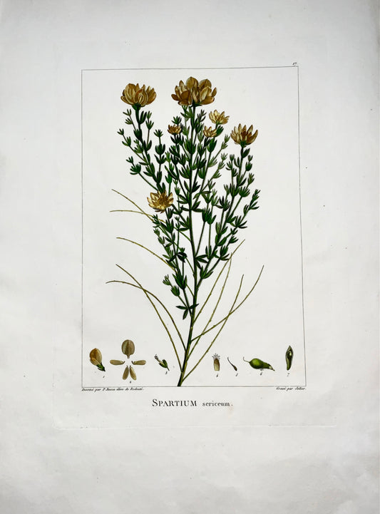 1803 Sellier after Bessa and Redoute - Spartium -  51 x 34 cm. Hand coloured - Botany