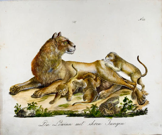 1816 LIONNE et Petits - Brodtmann - Lutin. folio 42,5 cm 'Incunables de Lithographie' - Mammifères