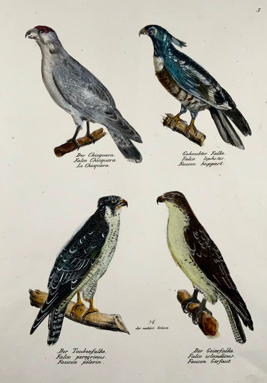 1830 FALCONS, Oiseaux - Ornithologie Brodtmann lithographie FOLIO colorée à la main