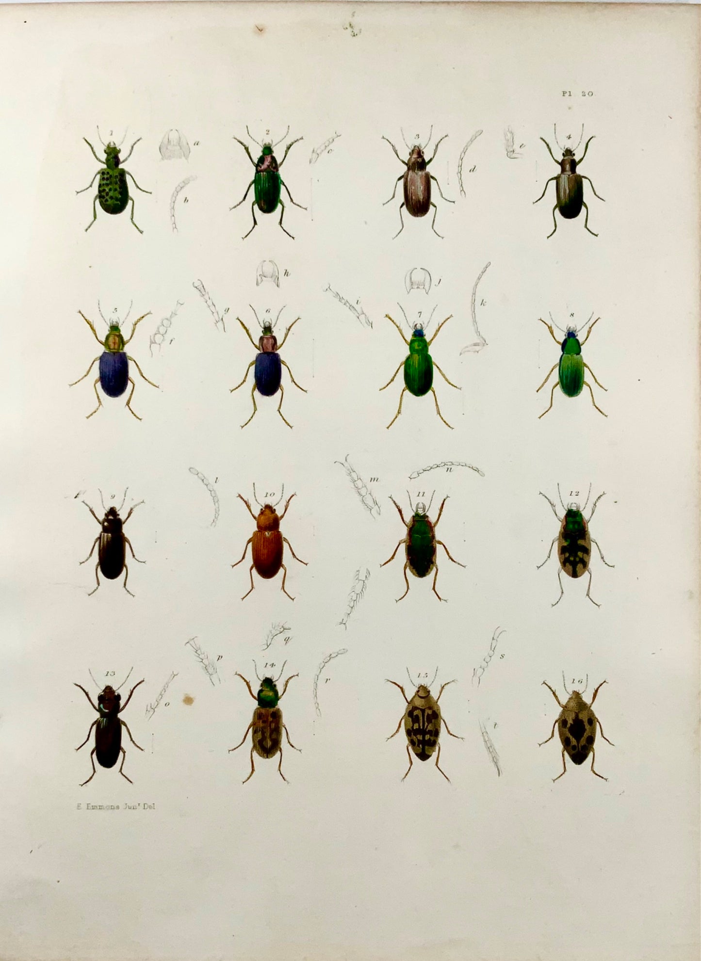 1854 New York Beetles, Pease lith; Emmons, large hand coloured stone lithograph