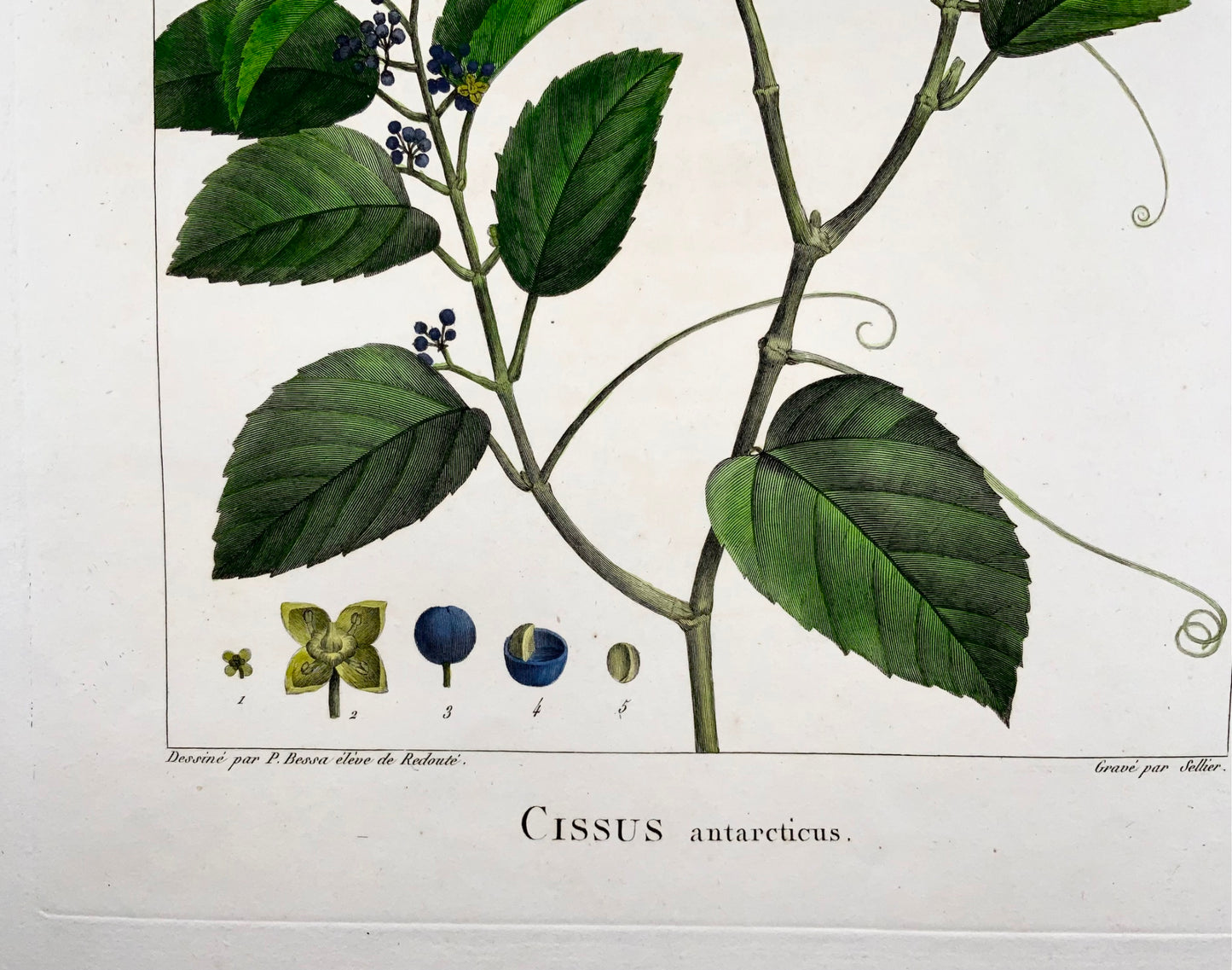 1803 Cissus antarticus ["kangaroo vine"], Australia, after Bessa & Redouté, Botany