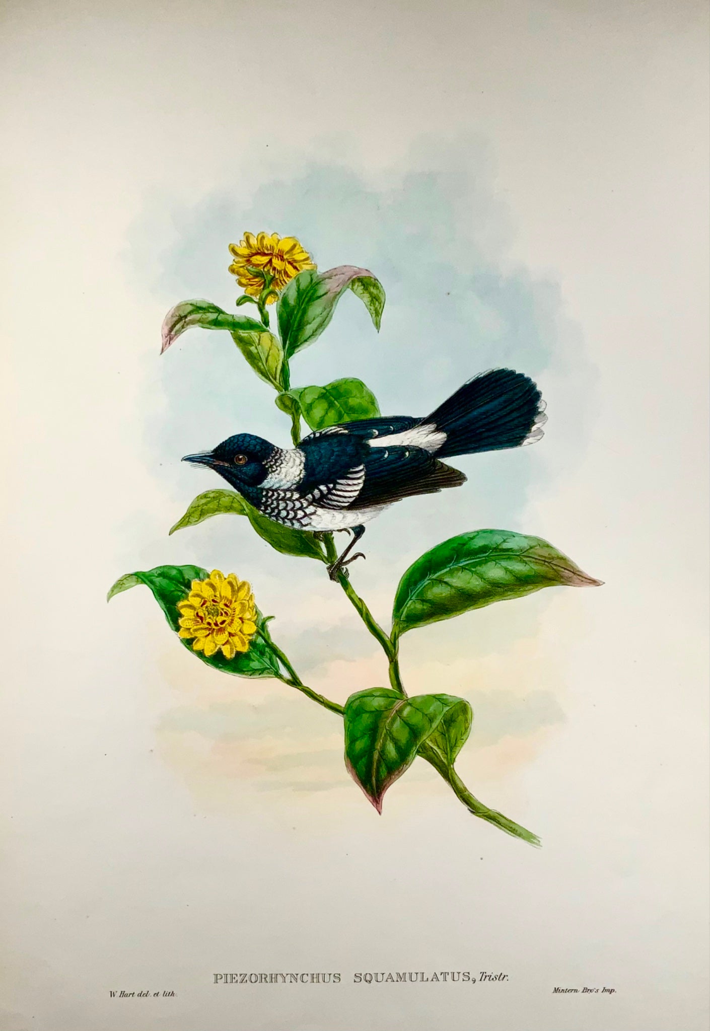 1888 Pied Flycatcher, John Gould (b1804), magnifique lithographie coloriée à la main, ornithologie 