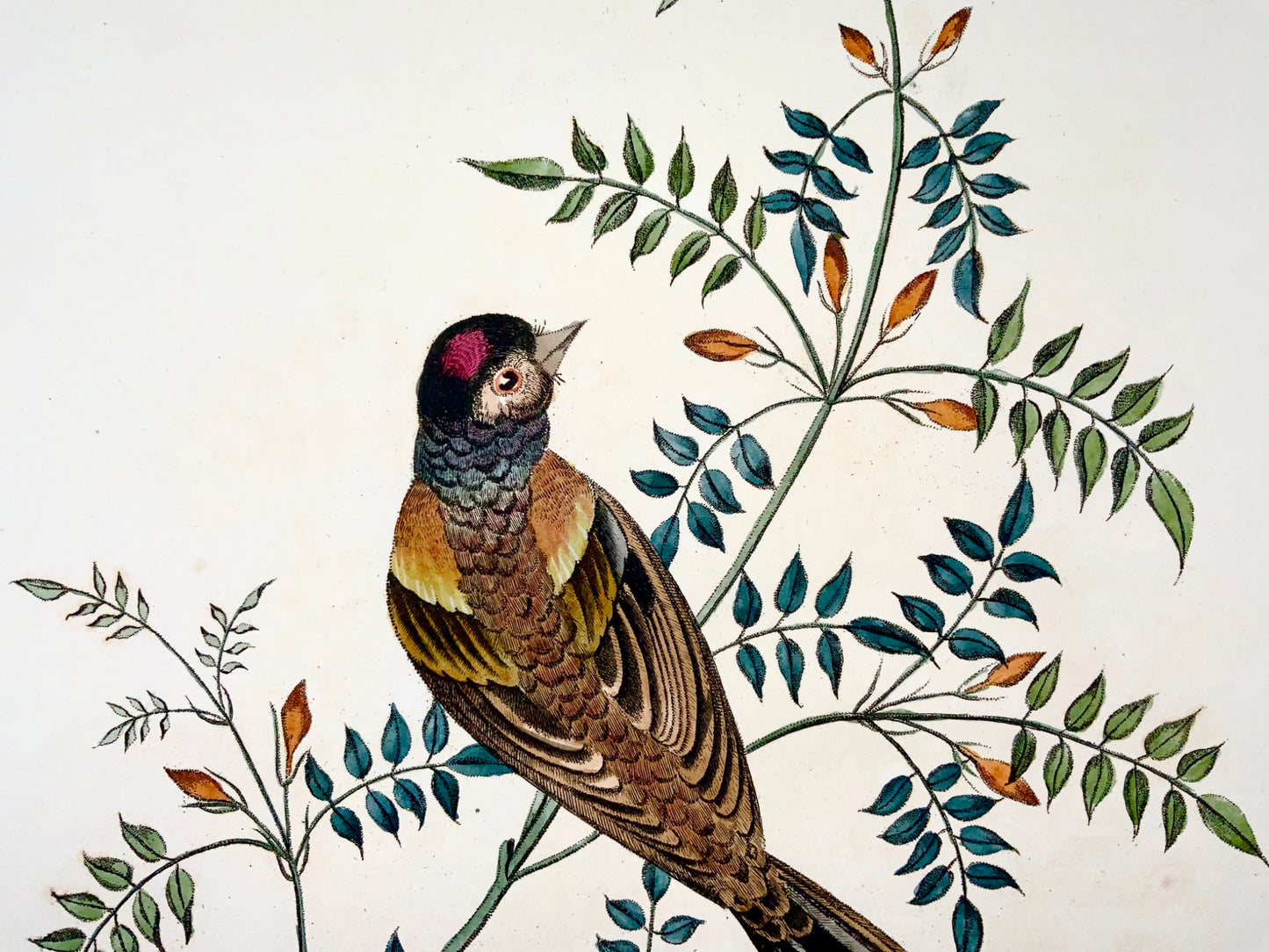 1819 George Brookshaw (né en 1751), ornithologie, Finch, bordure foliée 