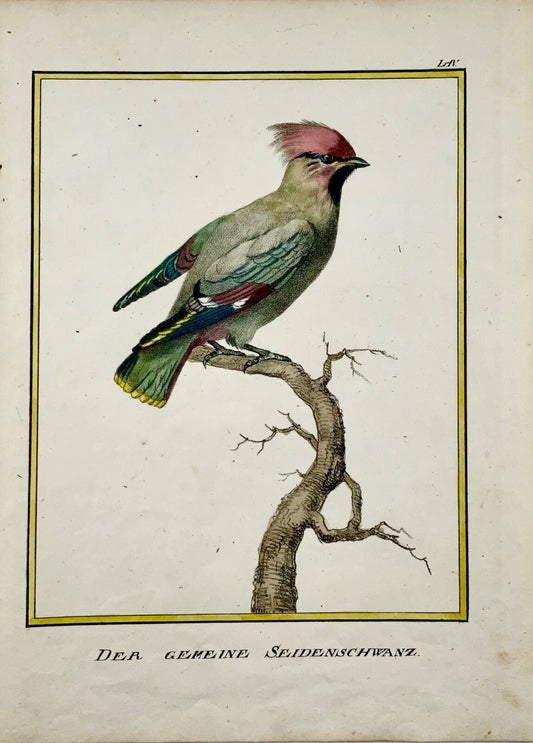 1816 Jaseur, ornithologie, K. Schmidt, 4 to main couleur, incunables de lithographie