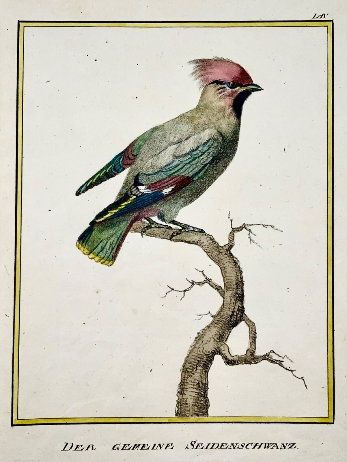 1816 Jaseur, ornithologie, K. Schmidt, 4 to main couleur, incunables de lithographie