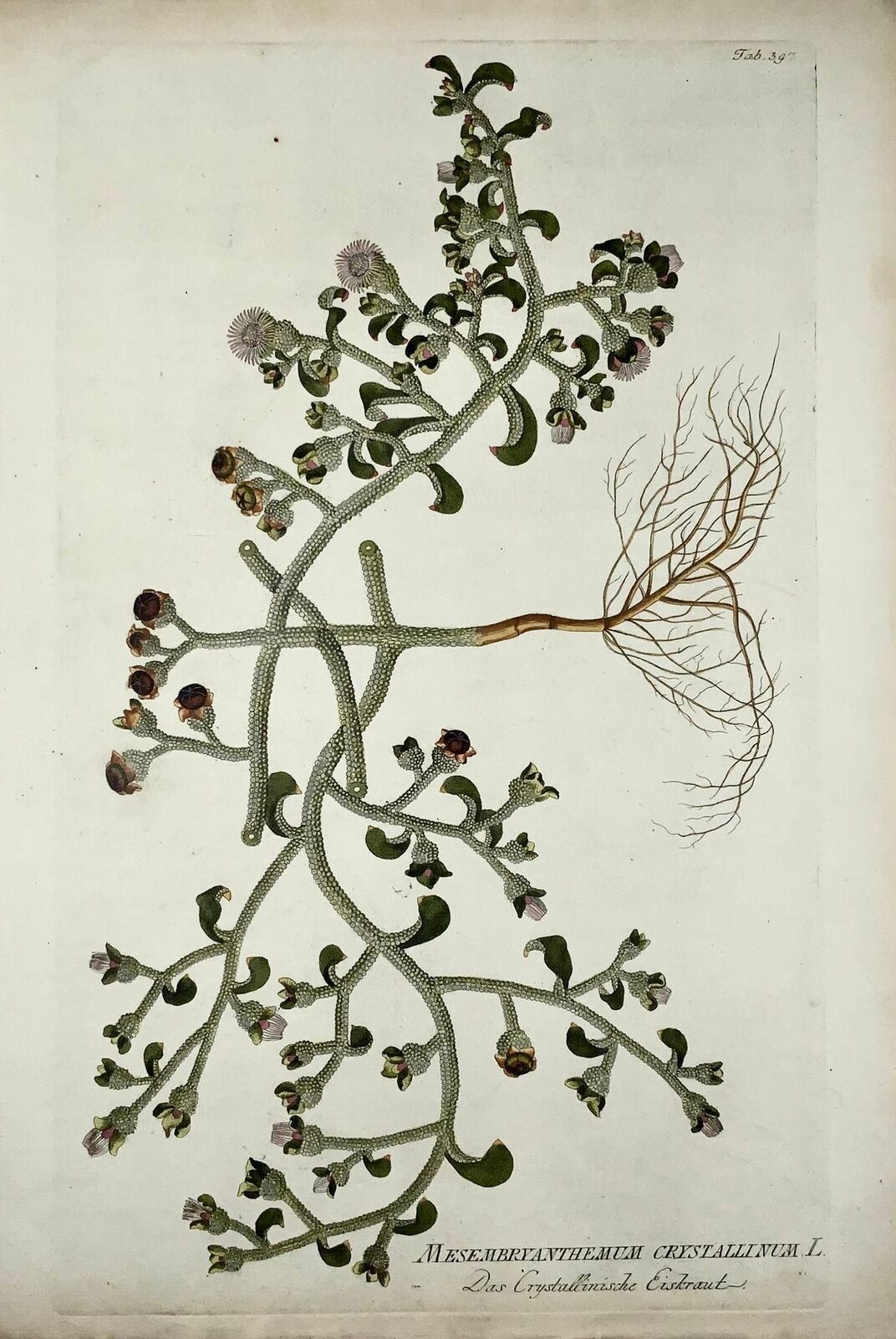 1788 Ice Plant, botany, J. J. Plenck, Icones plantarum, 45cm folio hand coloured