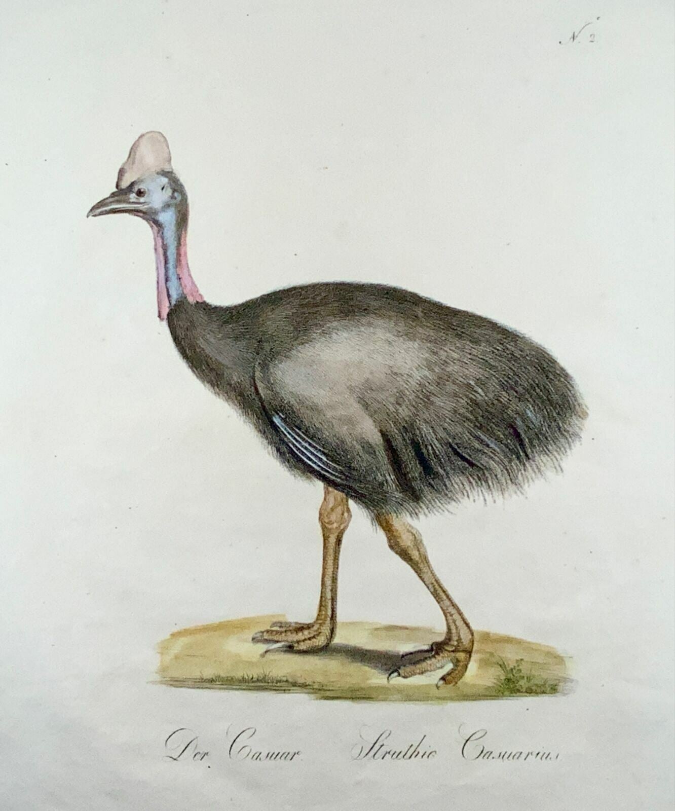 1816 Cassowaries, ornithology, imp. folio 42.5 cm, Brodtmann, master engraving