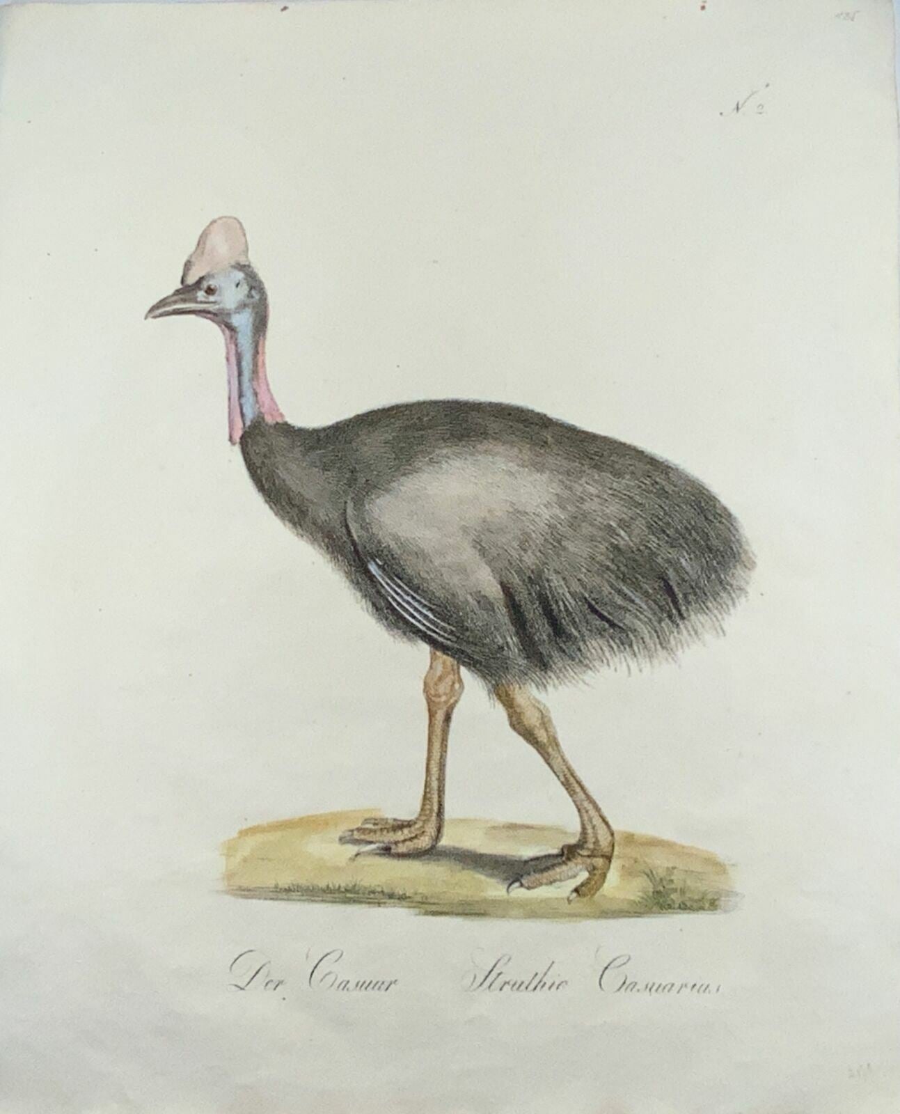 1816 Cassowaries, ornithology, imp. folio 42.5 cm, Brodtmann, master engraving
