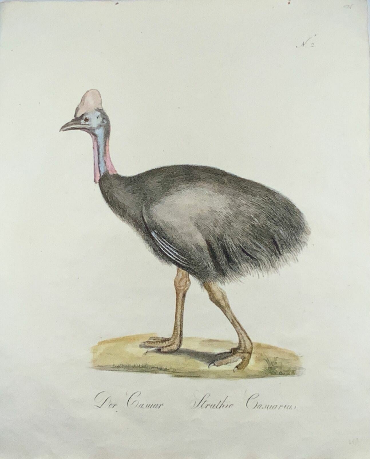 1816 Casoars, ornithologie, lutin. folio 42,5 cm, Brodtmann, gravure de maître