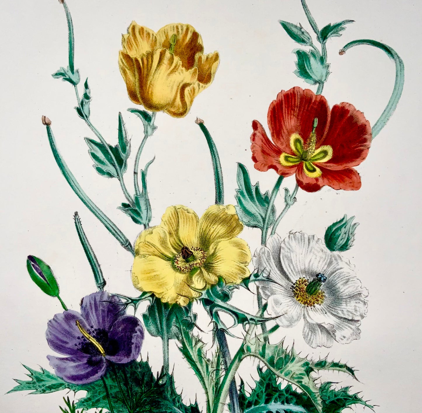 1841 Jane Loudon, coquelicots exotiques, lithographie colorée à la main, bouquet de fleurs 