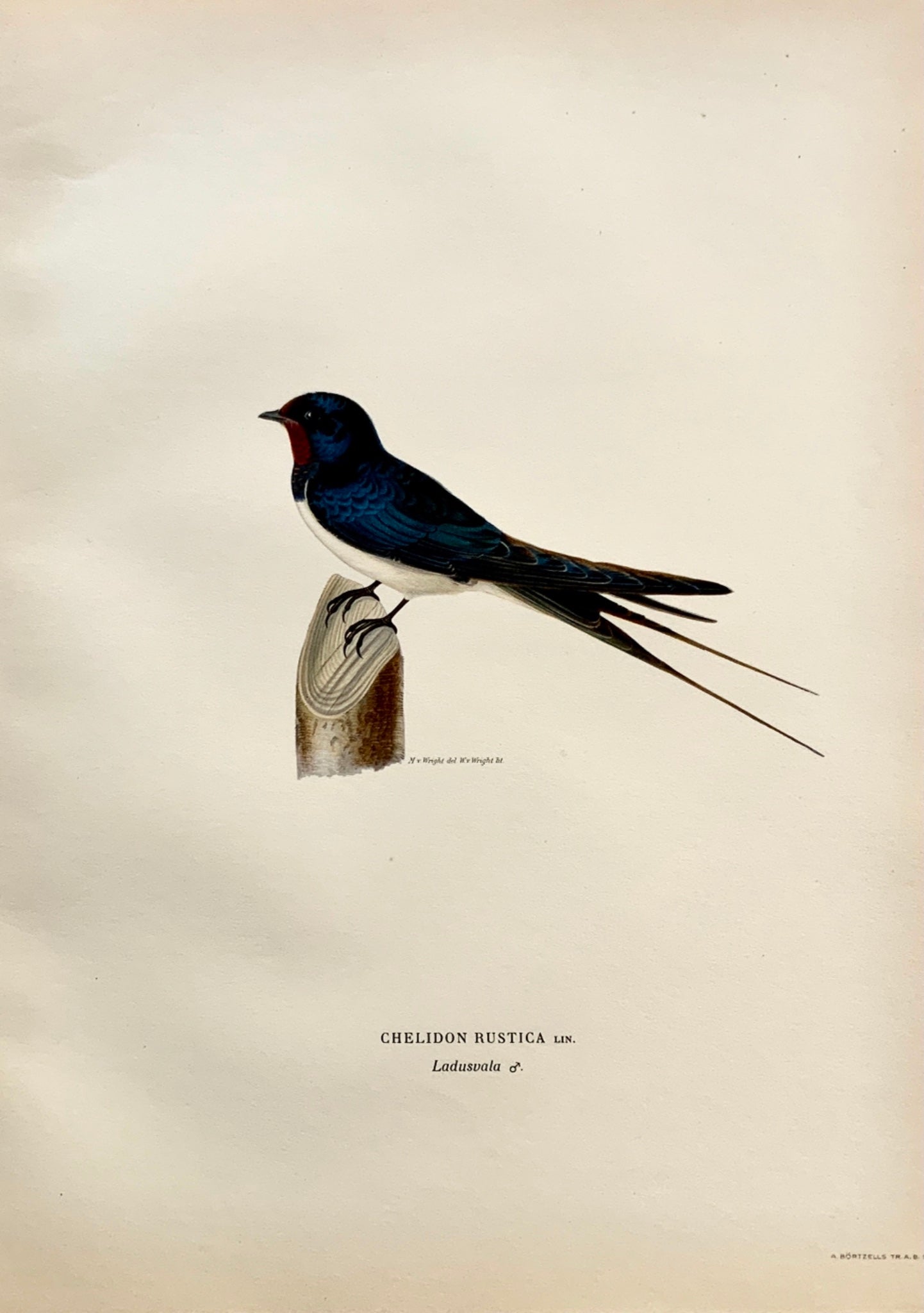 1918 Von Wright - Hirondelle rustique - Ornithologie Grande lithographie folio