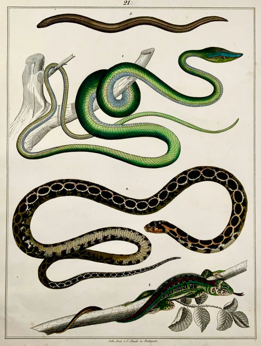 1831 SERPENTS Skinks - Grand Folio - gravure colorée à la main pour Oken - Reptiles