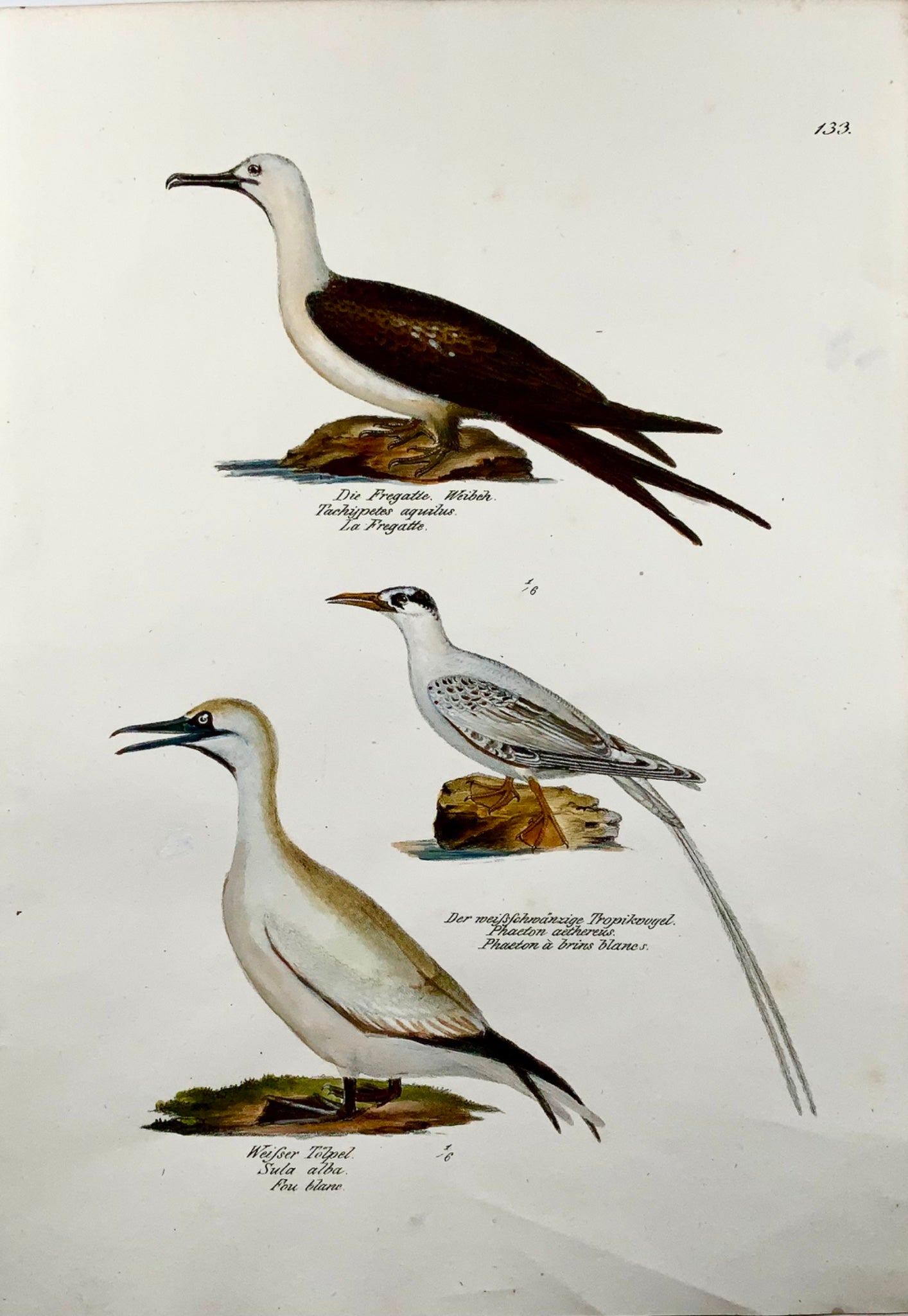 1830 Frégate, ornithologie exotique, Brodtmann, lithographie folio colorée à la main