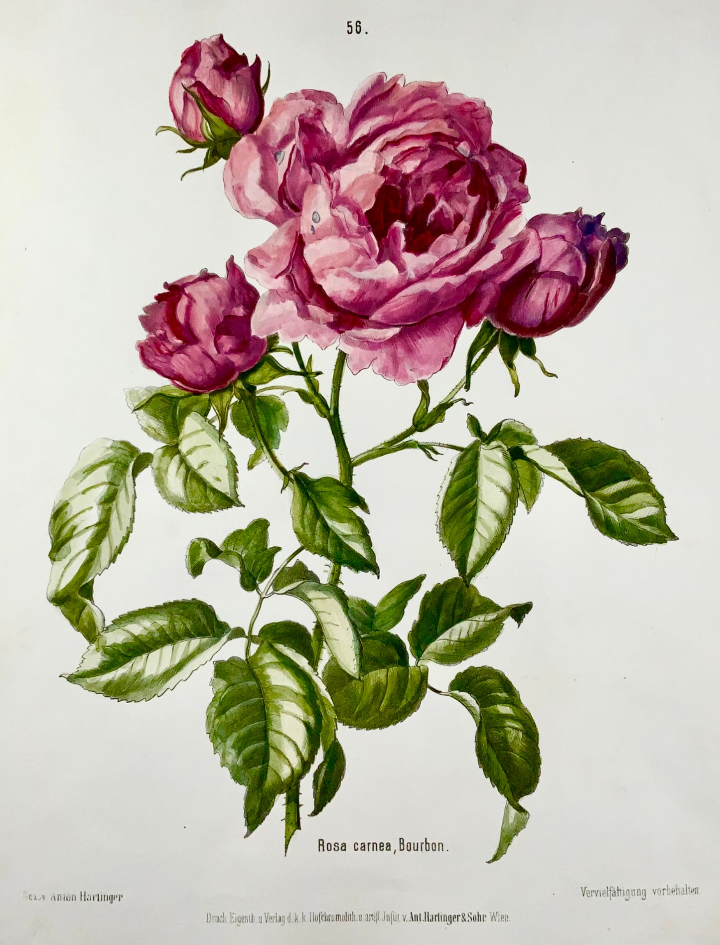 1860 Hartinger (b1806) Roses, Bournon, lithographie sur pierre de 35 cm, coloriée à la main, bo