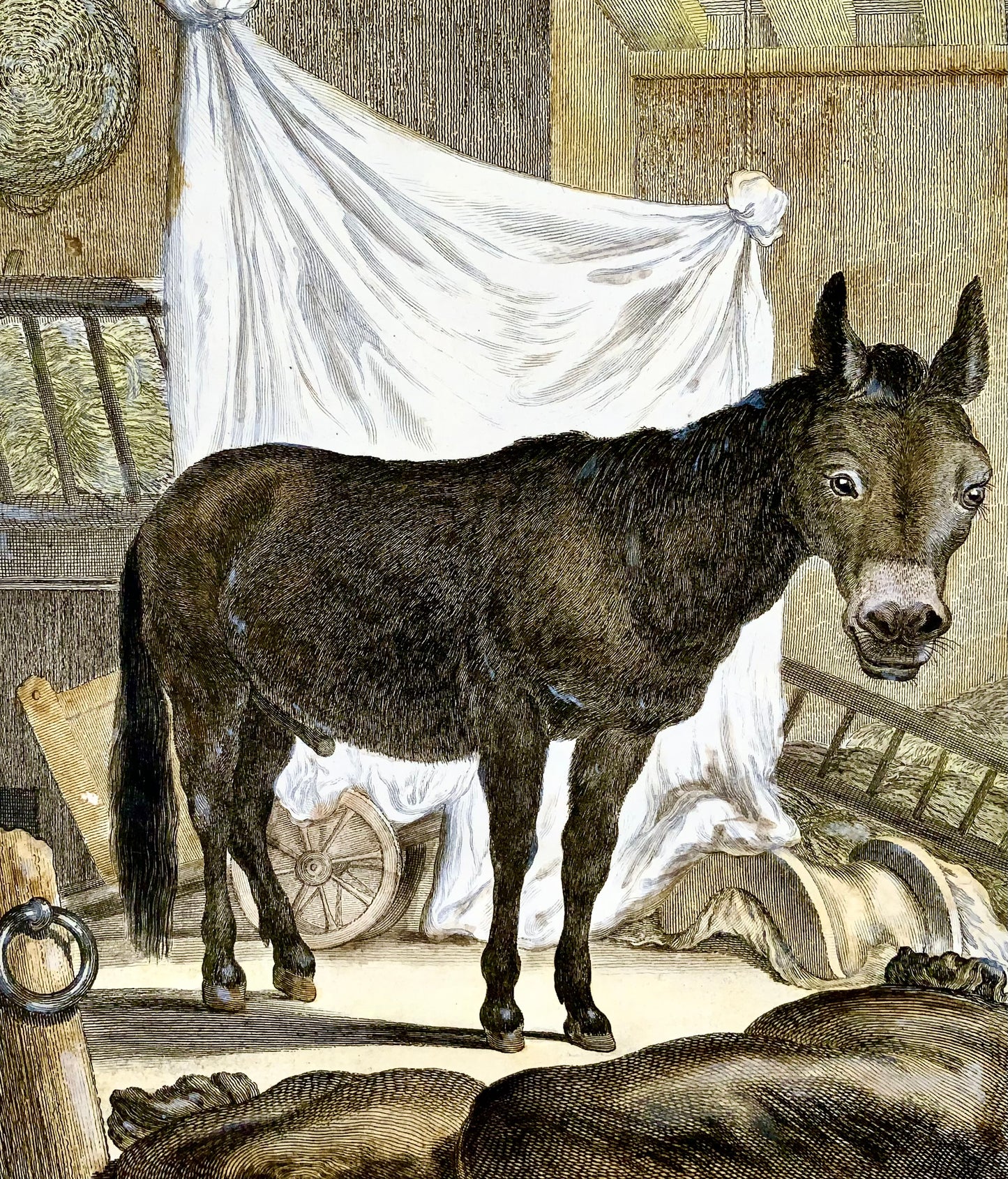 1766 De Sève; Âne Bardeau grande édition QUARTO gravure coloriée à la main - Mammifère