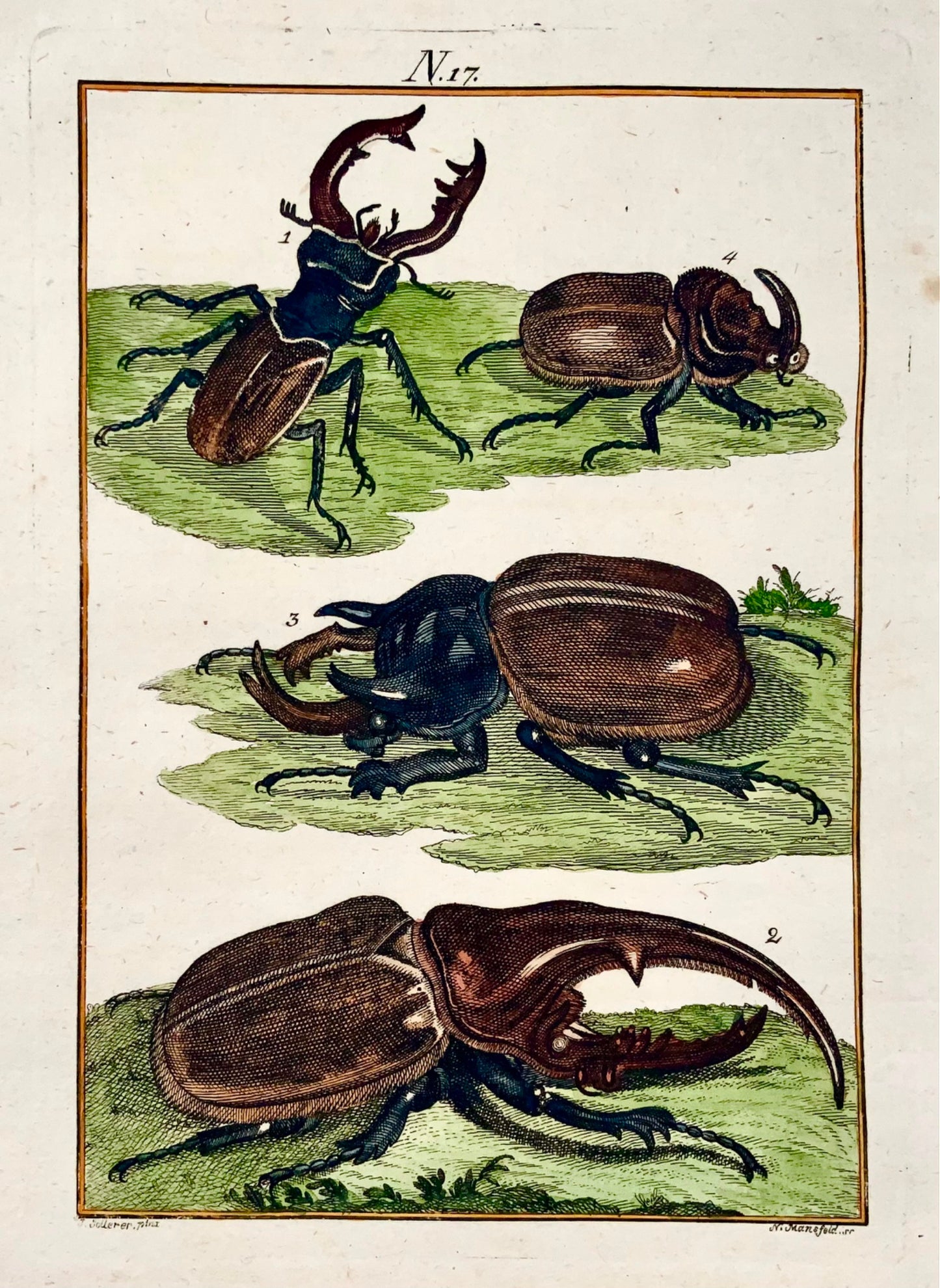 1790 Scarabées, insectes, Joh. Gravure colorée à la main de Sollerer