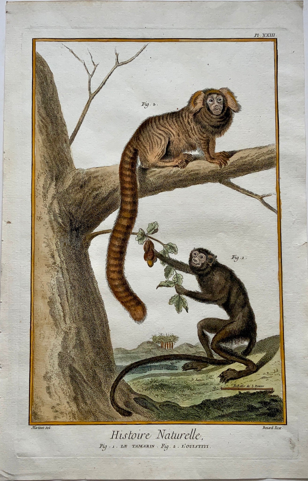 1780 Martinet - TAMARIN MONKEY & CALLITHRIX - hand coloured 38 cm engraving - Mammals