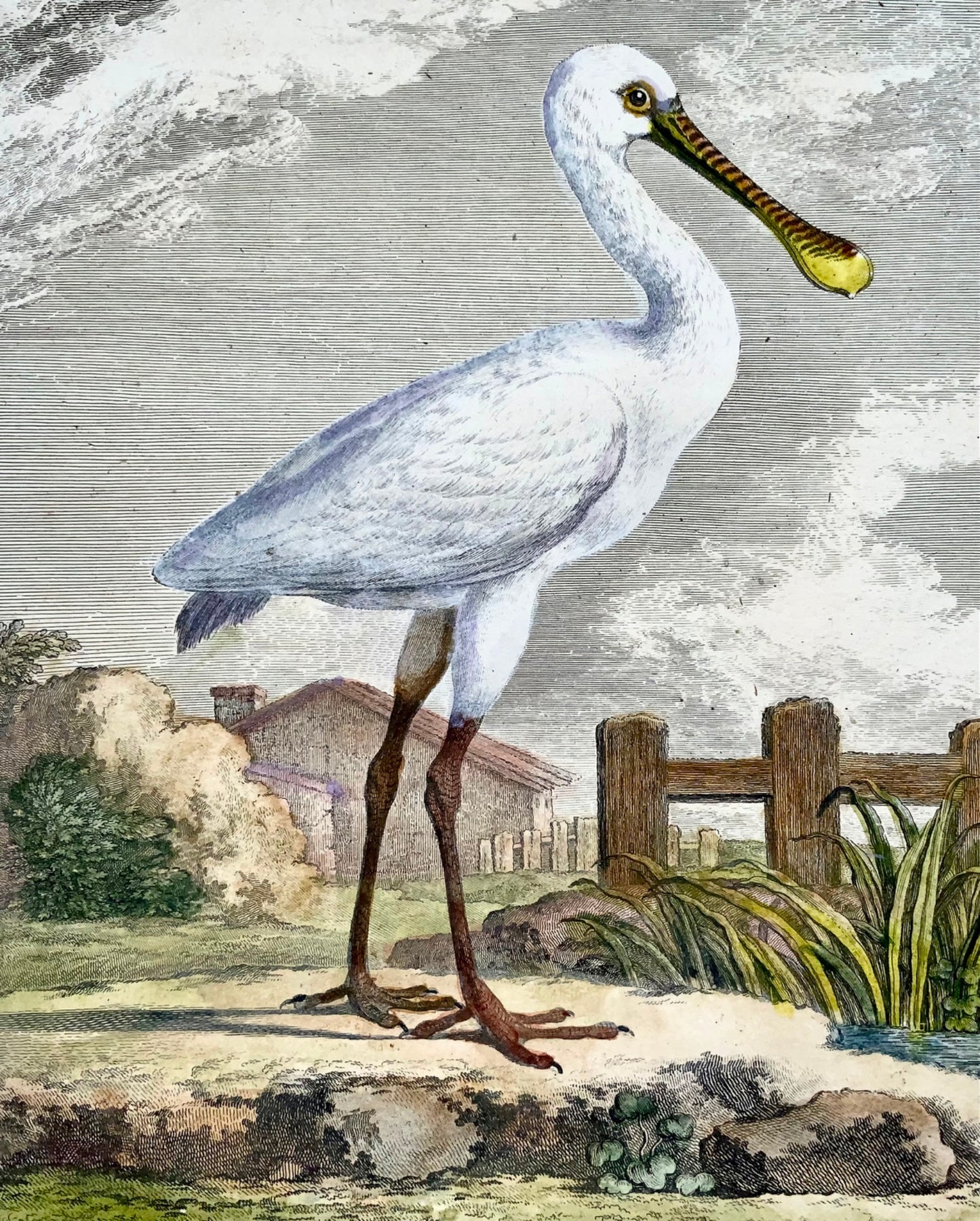 1779 de Seve - SPOONBILL Bird - Ornithology - 4to Large Edn engraving