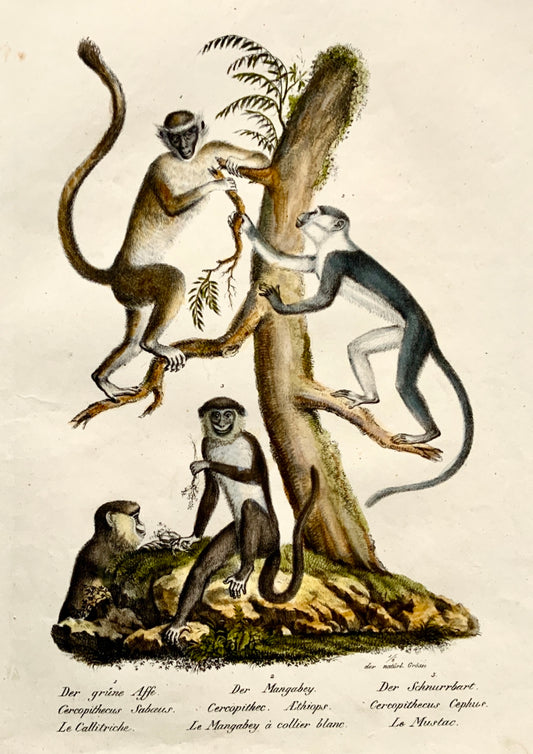 1824 Guenon Old World Monkey K.J. Brodtmann col FOLIO stone lithograph - Mammals