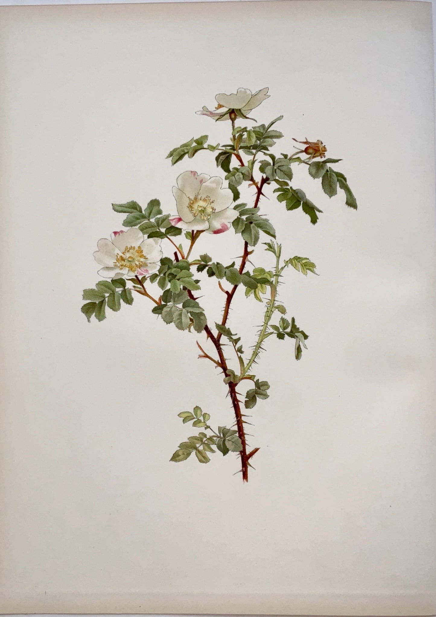1914 WILLMOTT, Ellen Ann (1858-1934); ROSA INVOLUTA Rose blanche 37 cm - Botanique, Fleur