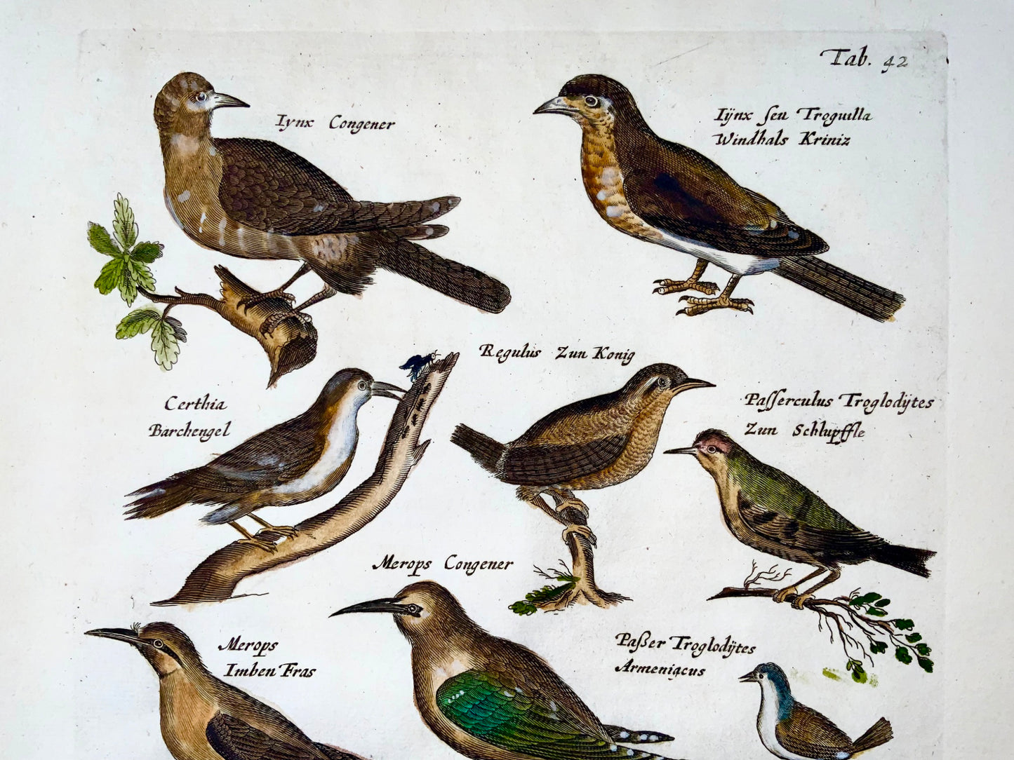 1657 Huppe fasciée, guêpiers, passereaux, oiseaux, Matt. Merian, gravure in-folio coloriée à la main