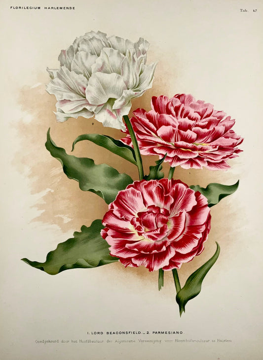 1901 Tulipes Lord Beaconsfield - Florilegium Harlemense - 36cm - Botanique