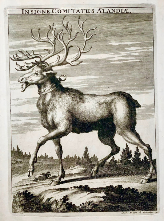 1705 Aveelen, Renne, Finlande, grande gravure sur cuivre, mammifères