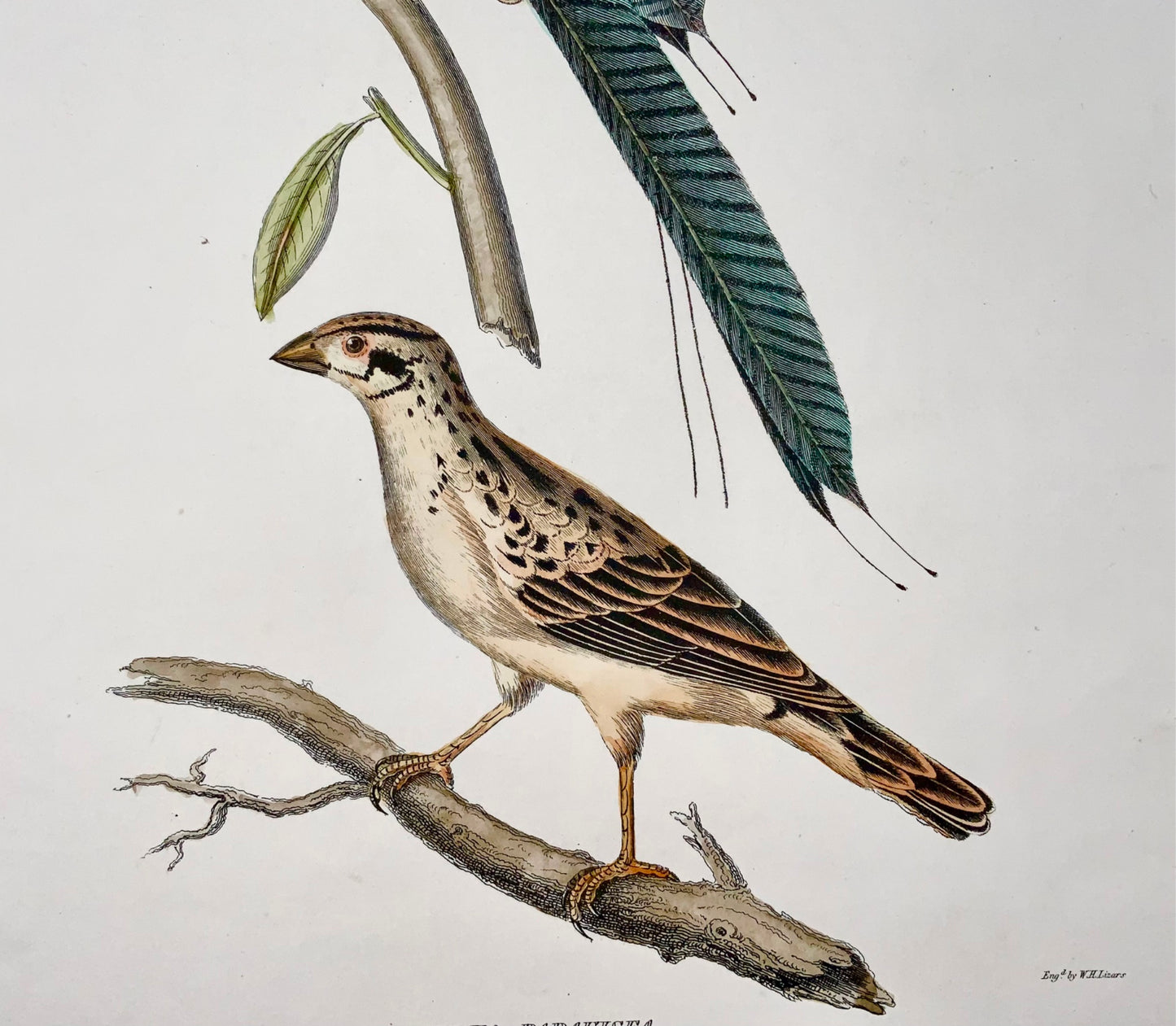 1846 Whidah Weaver, ornithology, Cpt. Brown, hand coloured, large folio (36cm)