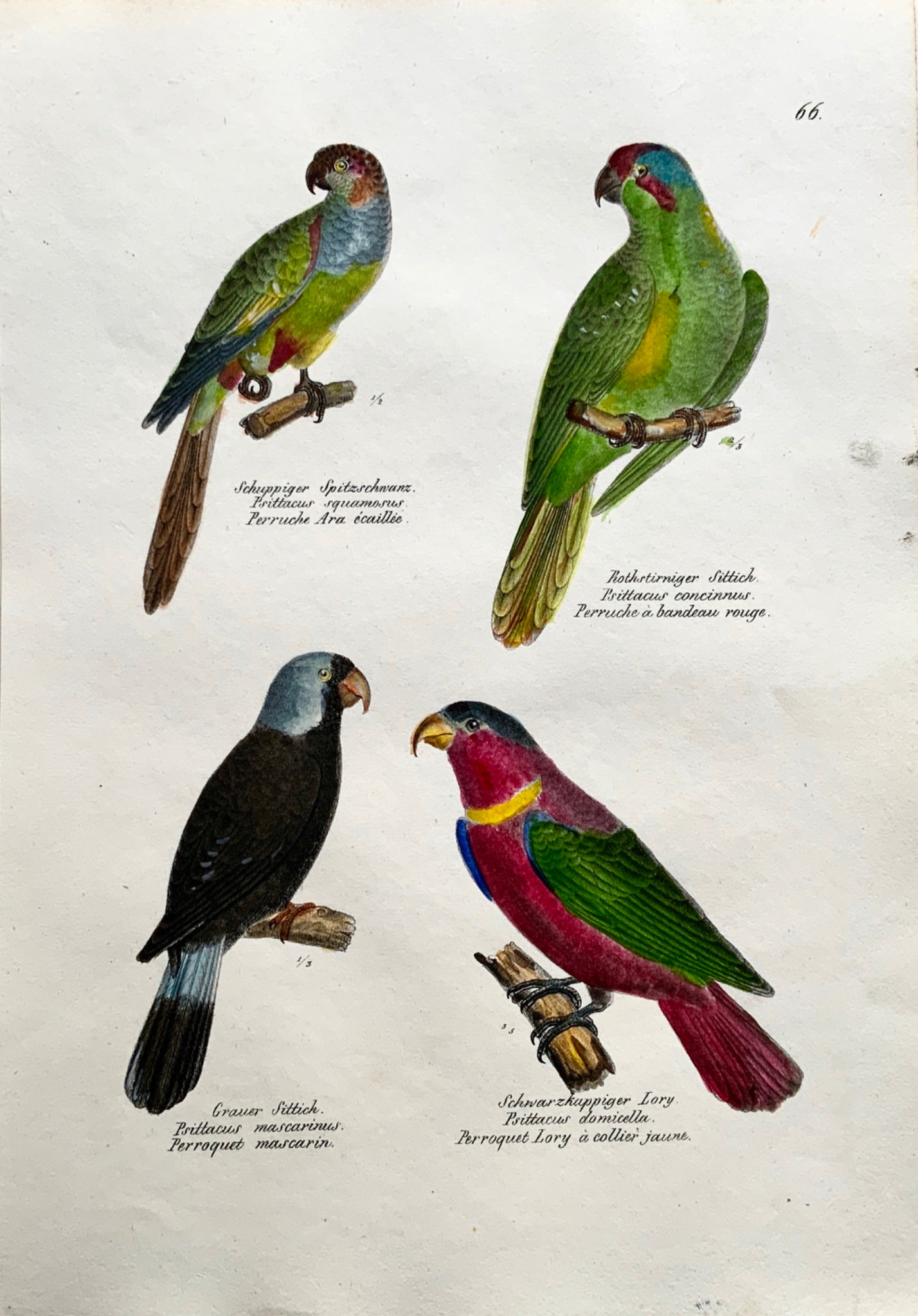 1830 PARROTS LORI Ornithology - Brodtmann hand coloured FOLIO lithography