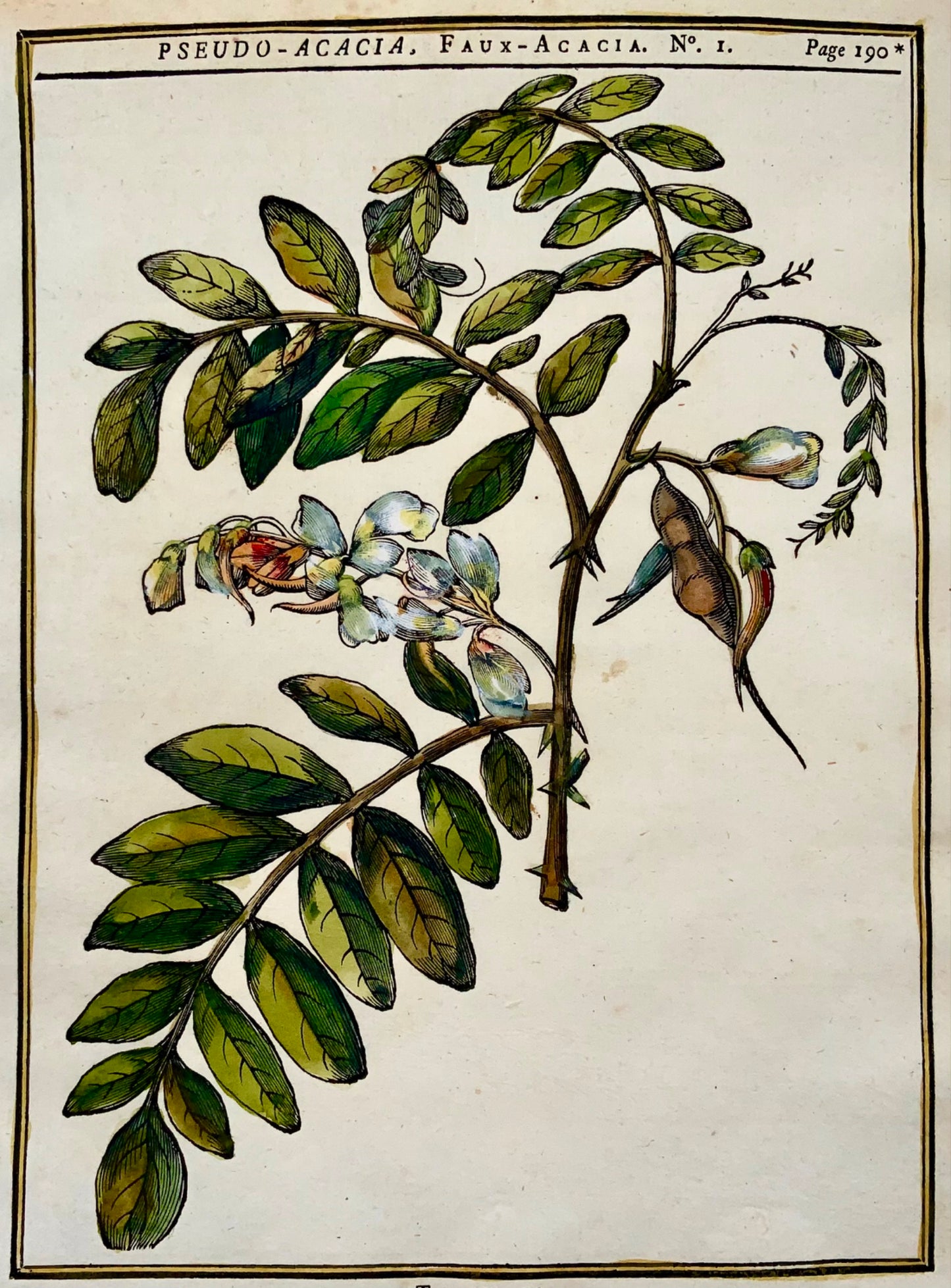 1755 Criquet noir, Acacia, Giorgio Liberale, gravure sur bois in-quarto, botanique, couleur à la main