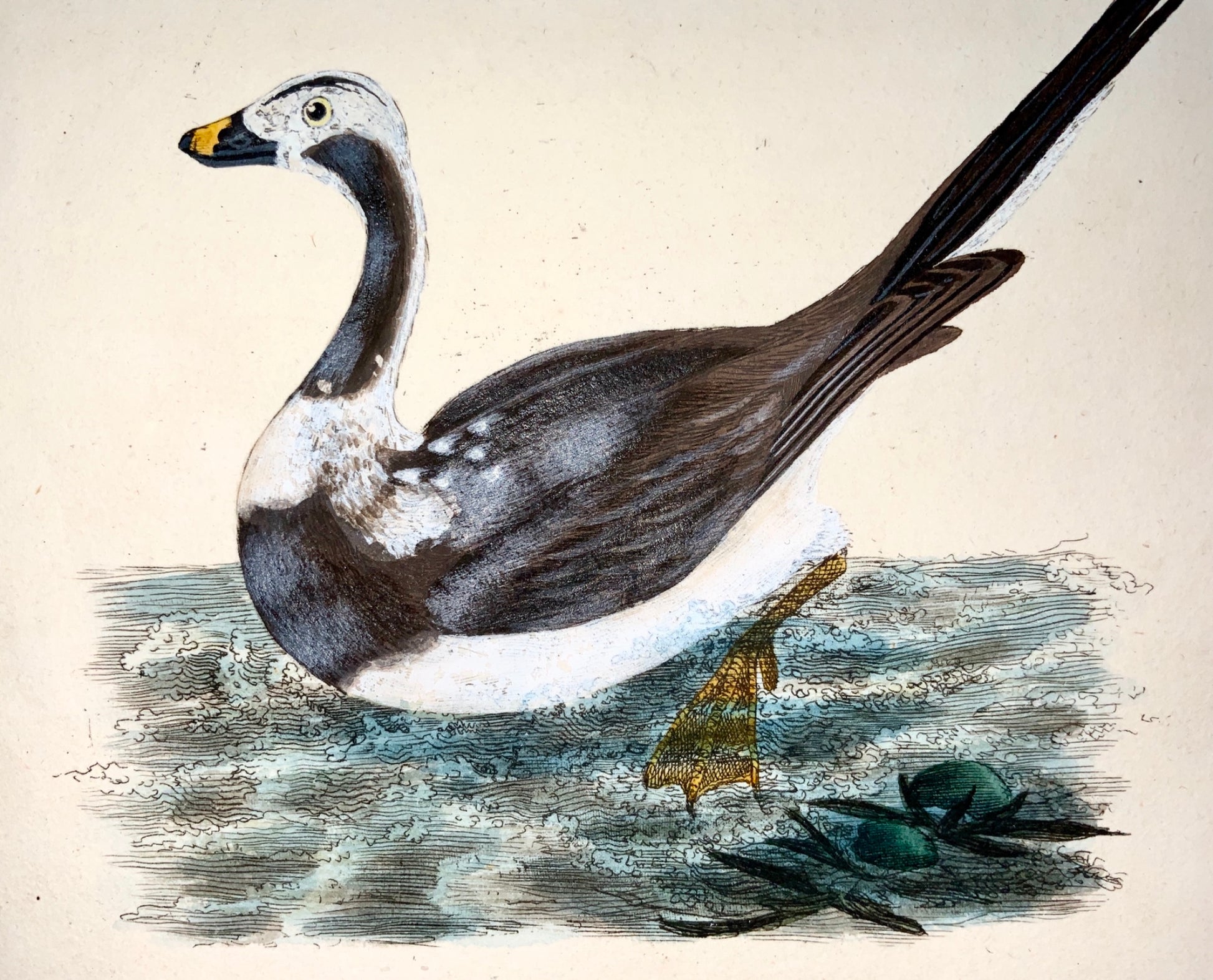 1794 Edward Donovan - LONG TAILED DUCK Ornithology - exquisite hand coloured copper engraving