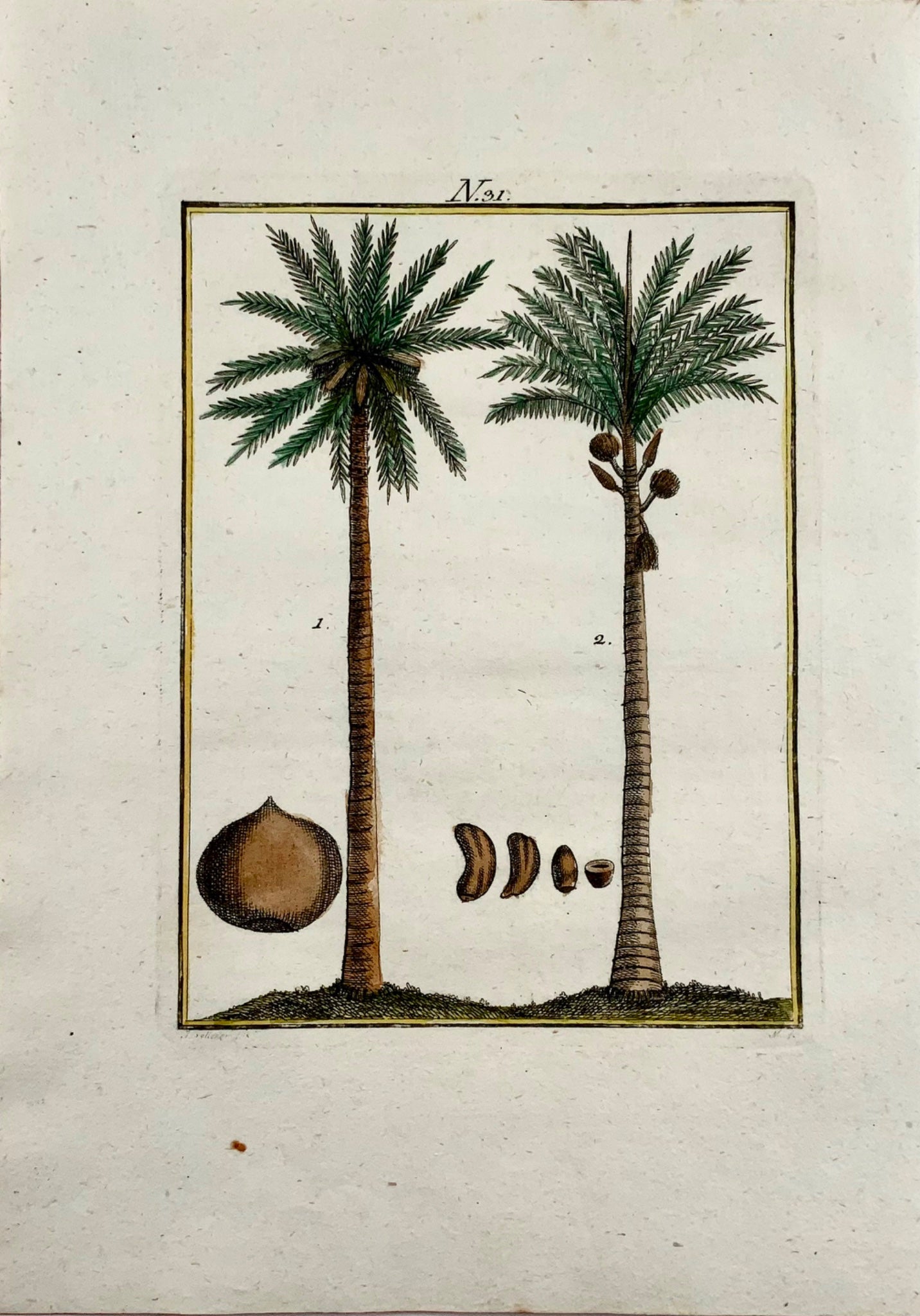 1790 PALM TREES COCONUTS Botany - Joh. Sollerer - hand coloured engraving