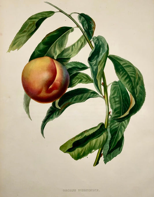 1853 A. Bivot; Arboriculture Pomology - Mignogne APRICOT - 35cm fine hand colour - Botany