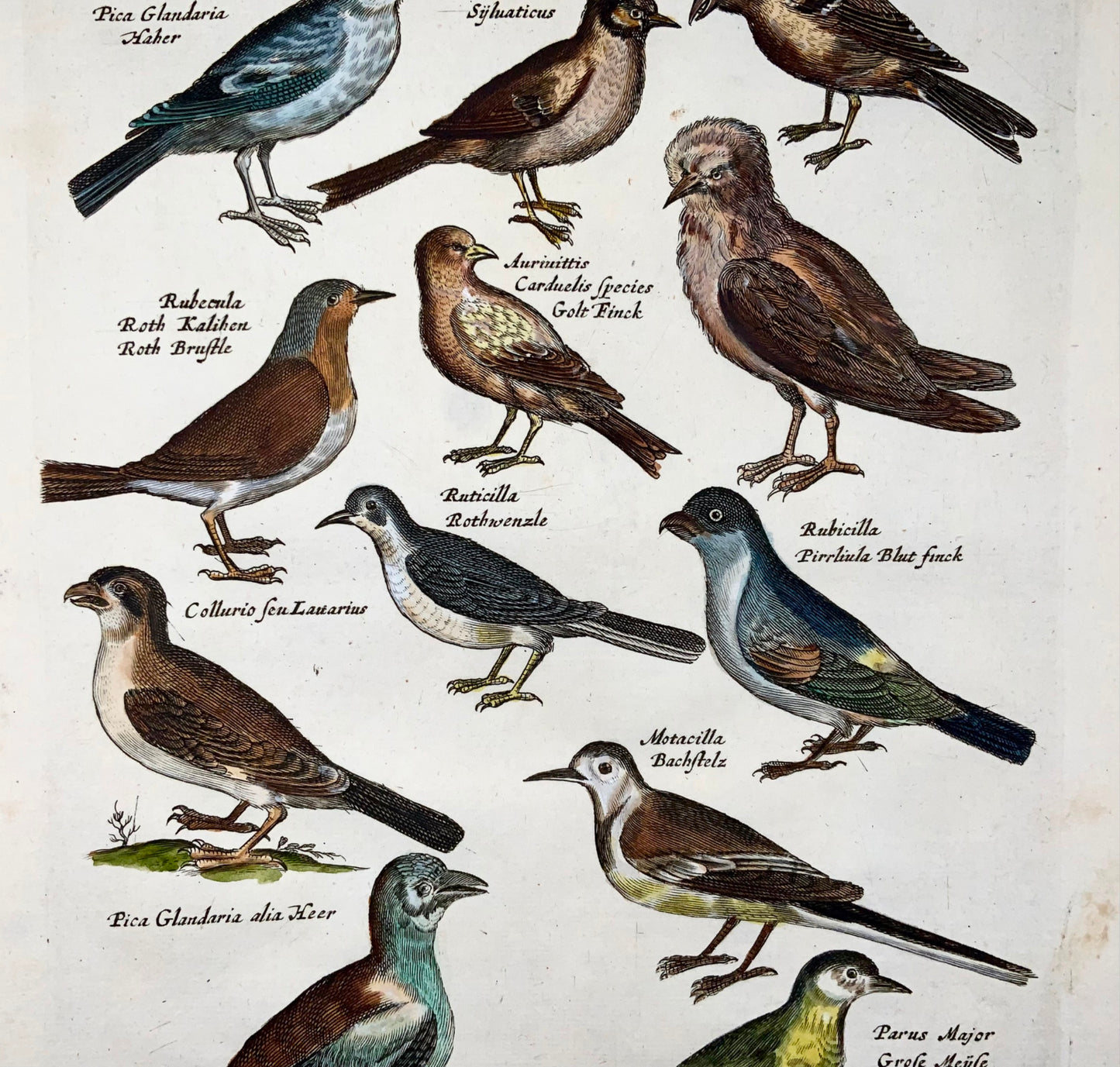 1657 Pie, pinson, mésanges, ornithologie, Matt. Merian, in-folio, colorié à la main