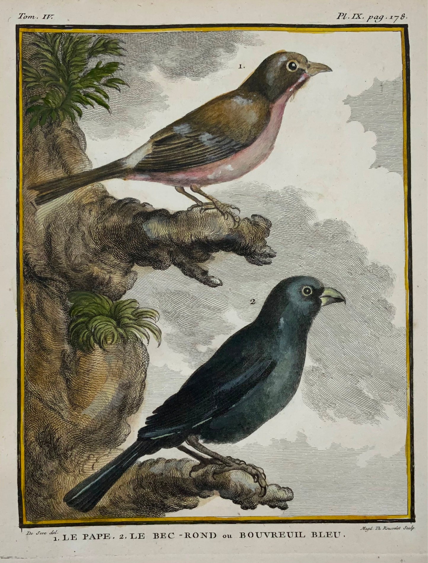 1779 de Seve - BOUVreuils - Ornithologie - Gravure in-4 grande édition