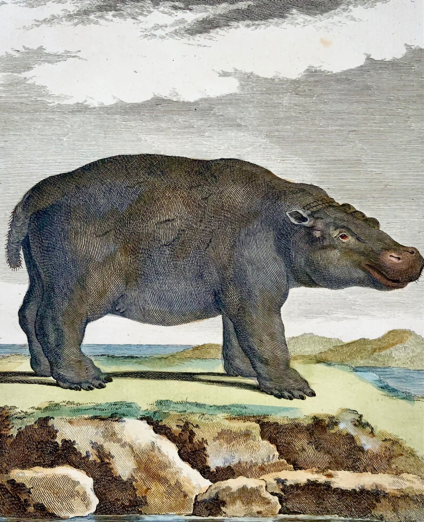 1766 De Sève; Baron, Hippopotame, édition grand in-quarto, gravure coloriée à la main, mammifères
