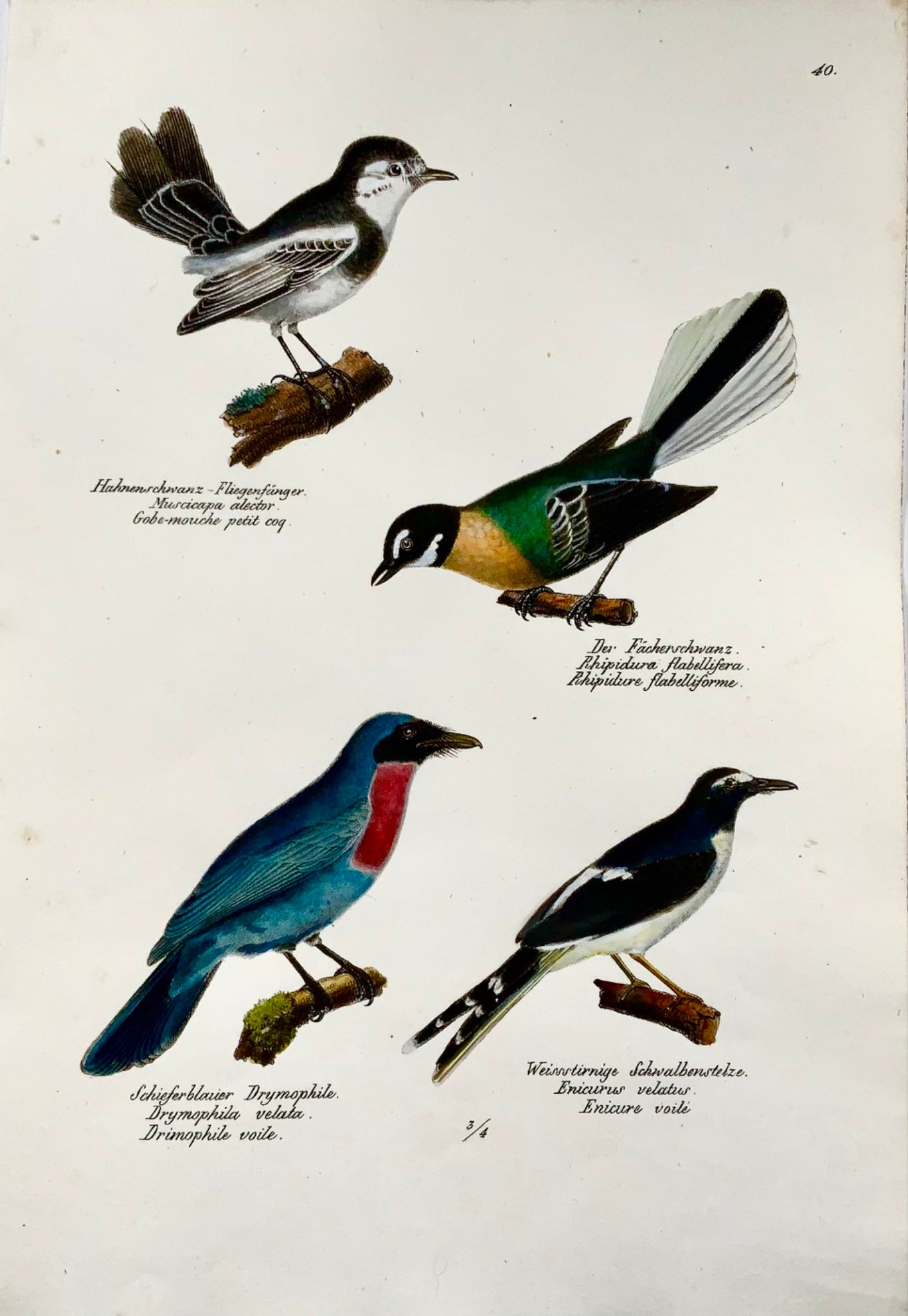 1830 Fly Eater, Antbird, ornithologie, Brodtmann, lithographie folio colorée à la main