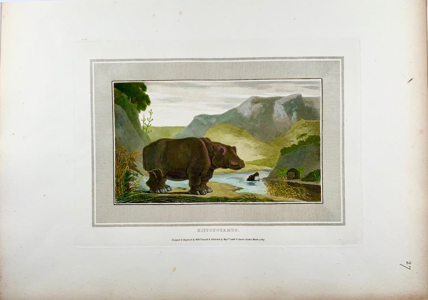 1809 William Daniell, Hippopotame, mammifère, aquatinte colorée à la main