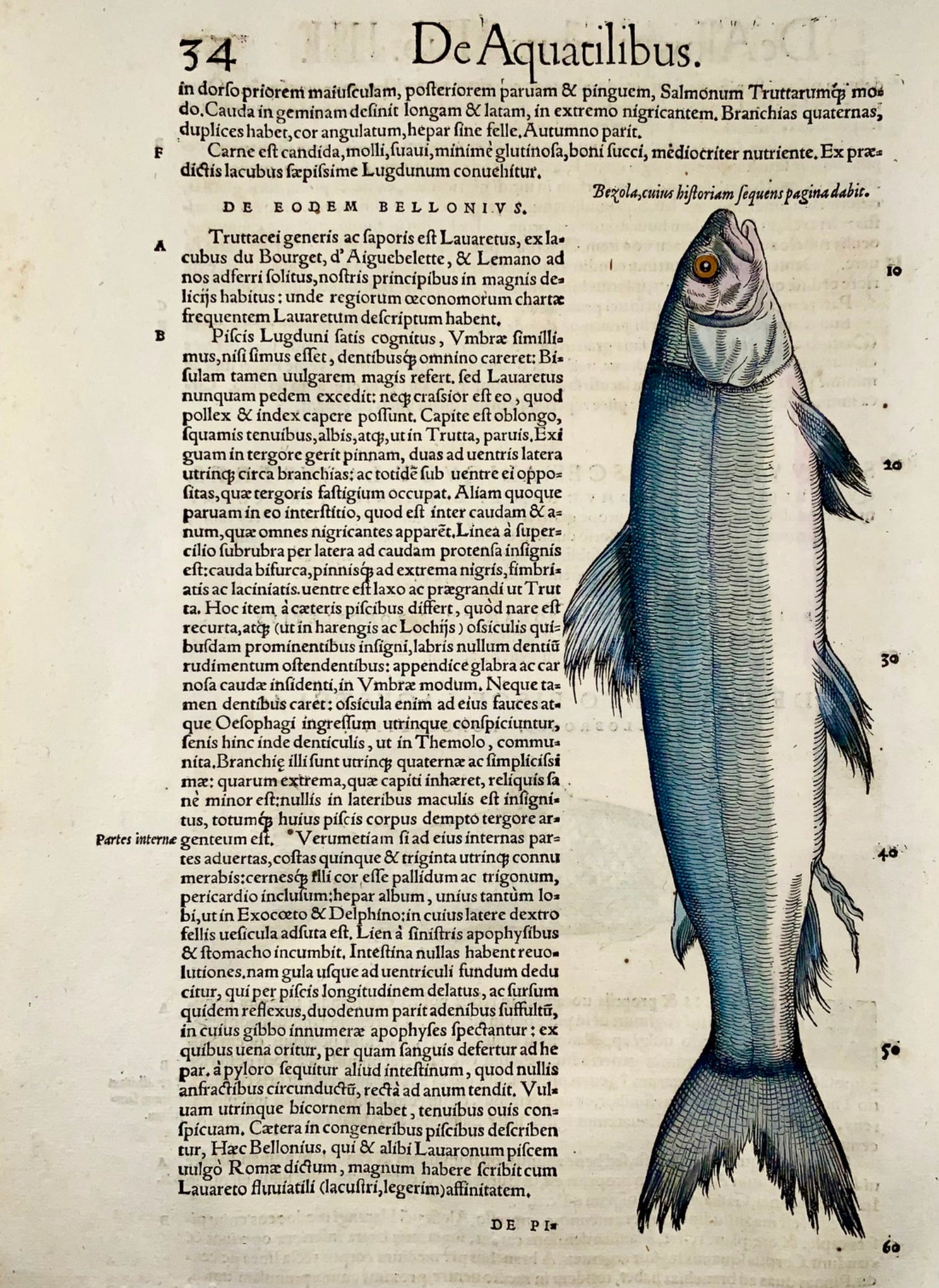 1558 Blue trout, Conrad Gesner, folio woodcut, hand coloured, First State
