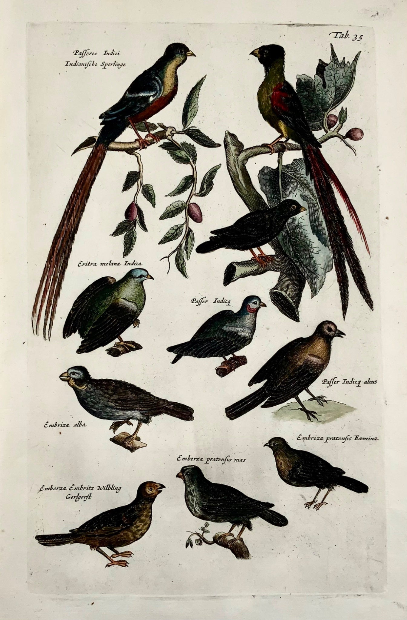 1657 Moineaux exotiques, Bruants, Passereaux - MERIAN Folio Gravure coloriée à la main - Ornithologie