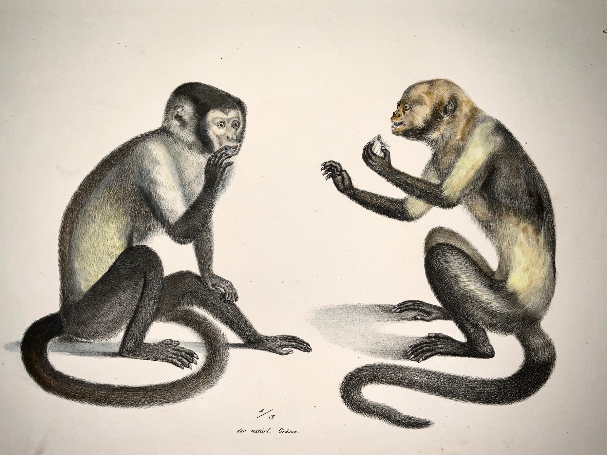 1824 CAPUCHIN MONKEYS - K.J. Brodtmann hand colored FOLIO lithography - Mammal