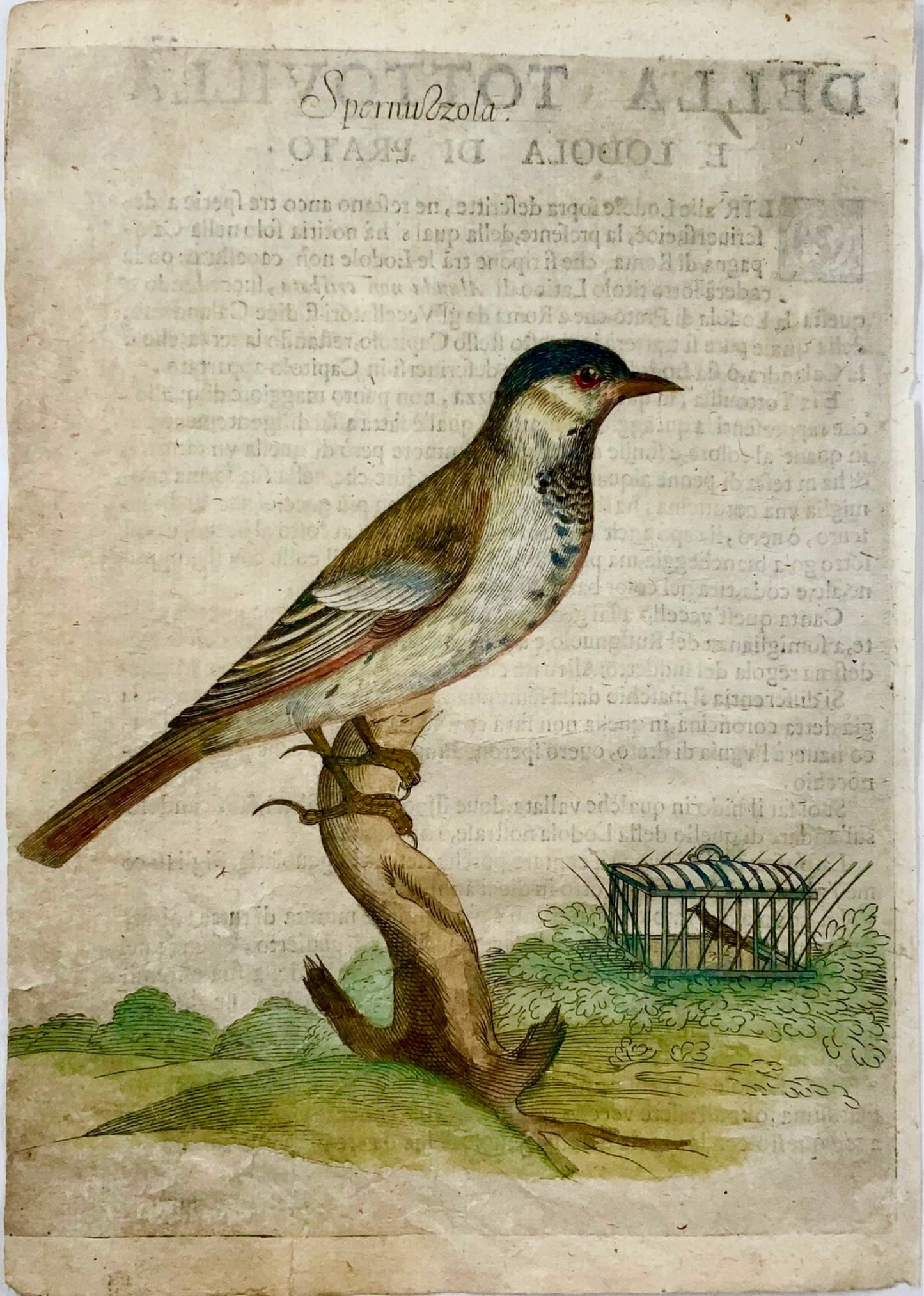 1622 Mésange bleue, Ornithologie, Fourmi. Tempête ; F. Villamena, Maître Gravure 