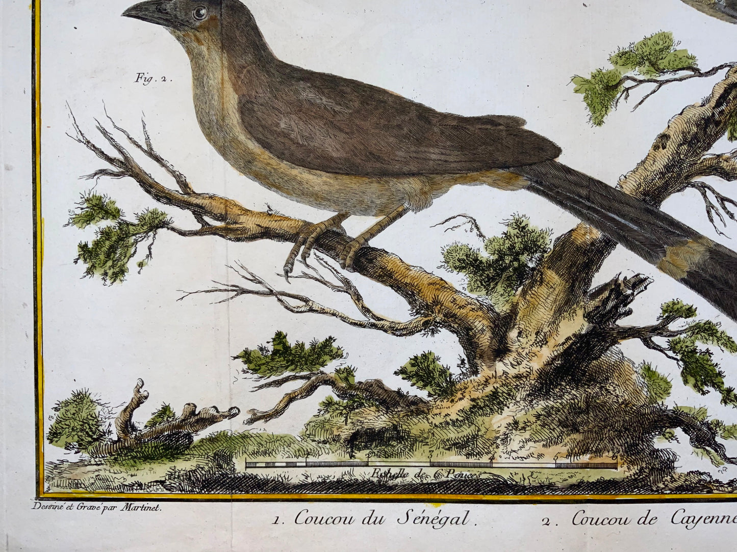 1760 Fr. Nic. Martinet (b1725), exotic cuckoos, ornithology, copper engraving