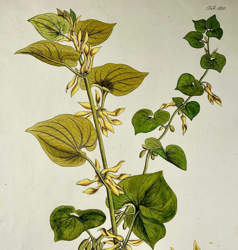 1788 J. J. Plenck, Aristolochia Clematitis, Birthwort, Large folio, Hand colored, botany